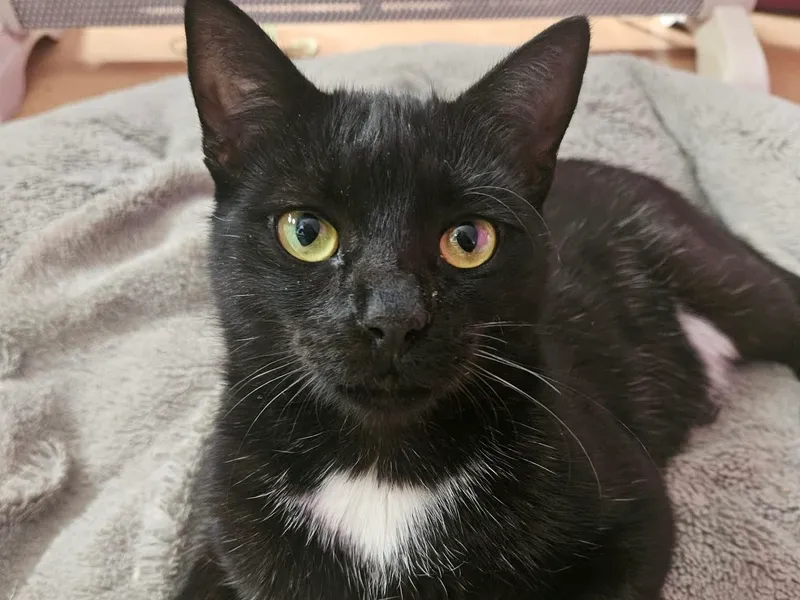 Chiko