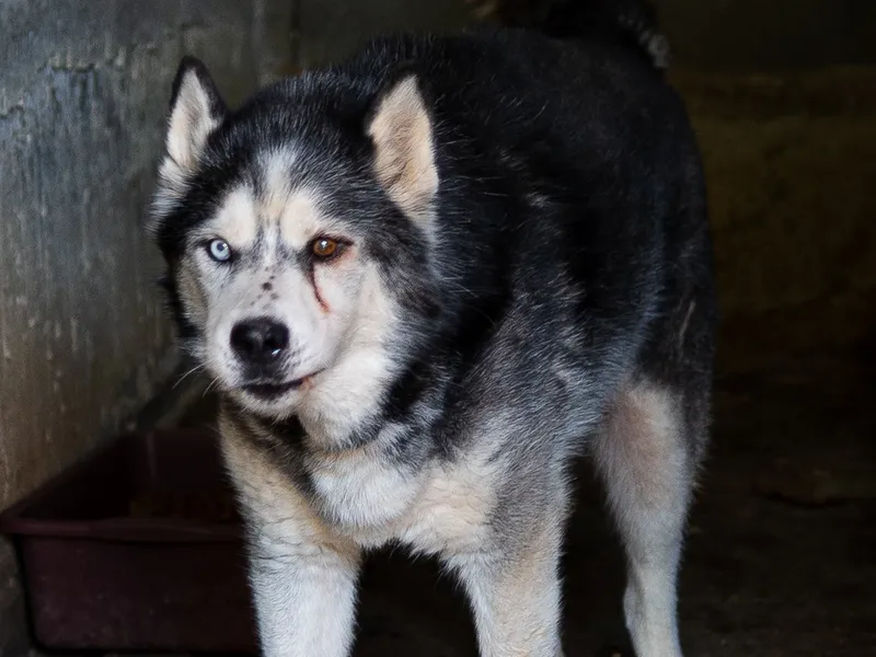 Макс