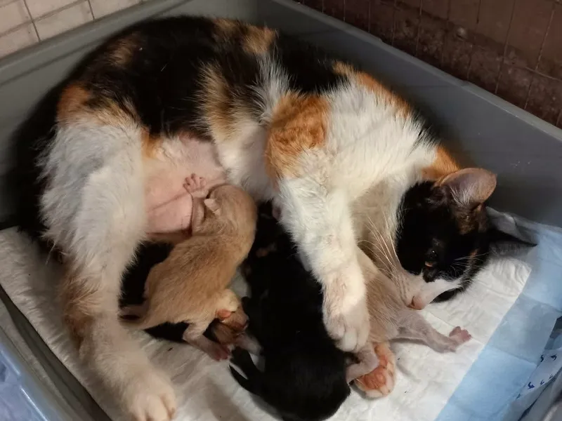 Nicka & babies
