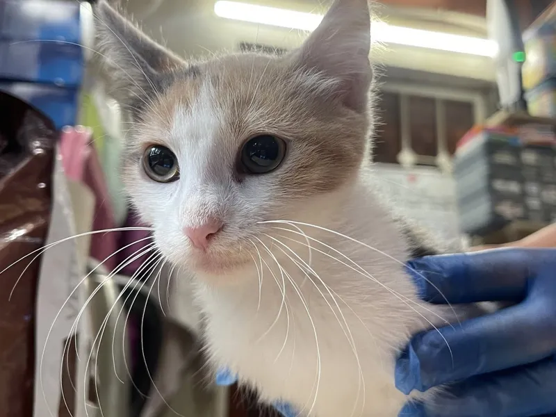 Tammy