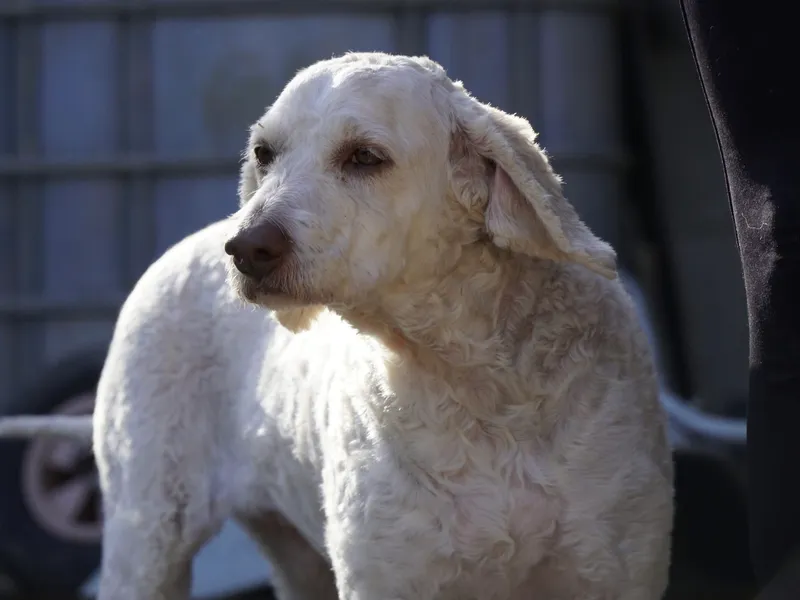 Brunо