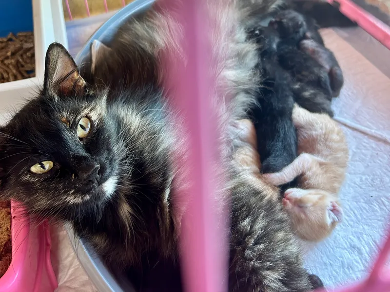Ira & babies